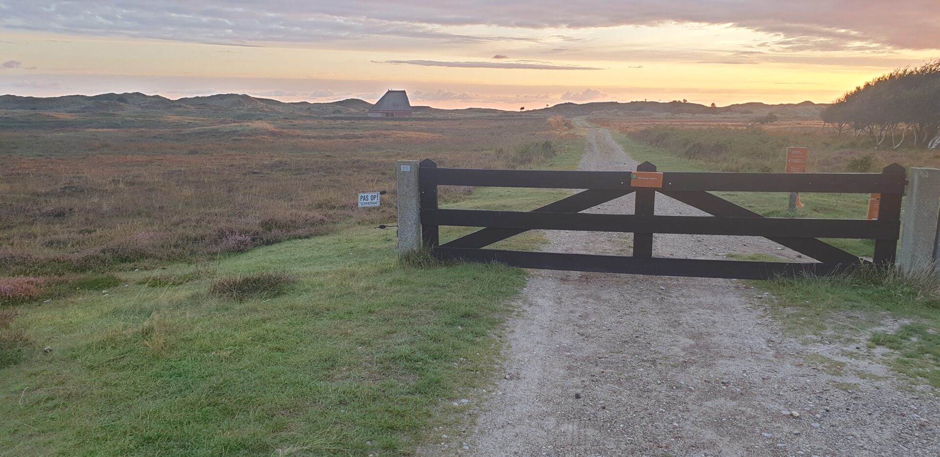 Texel Noordse woelmuis