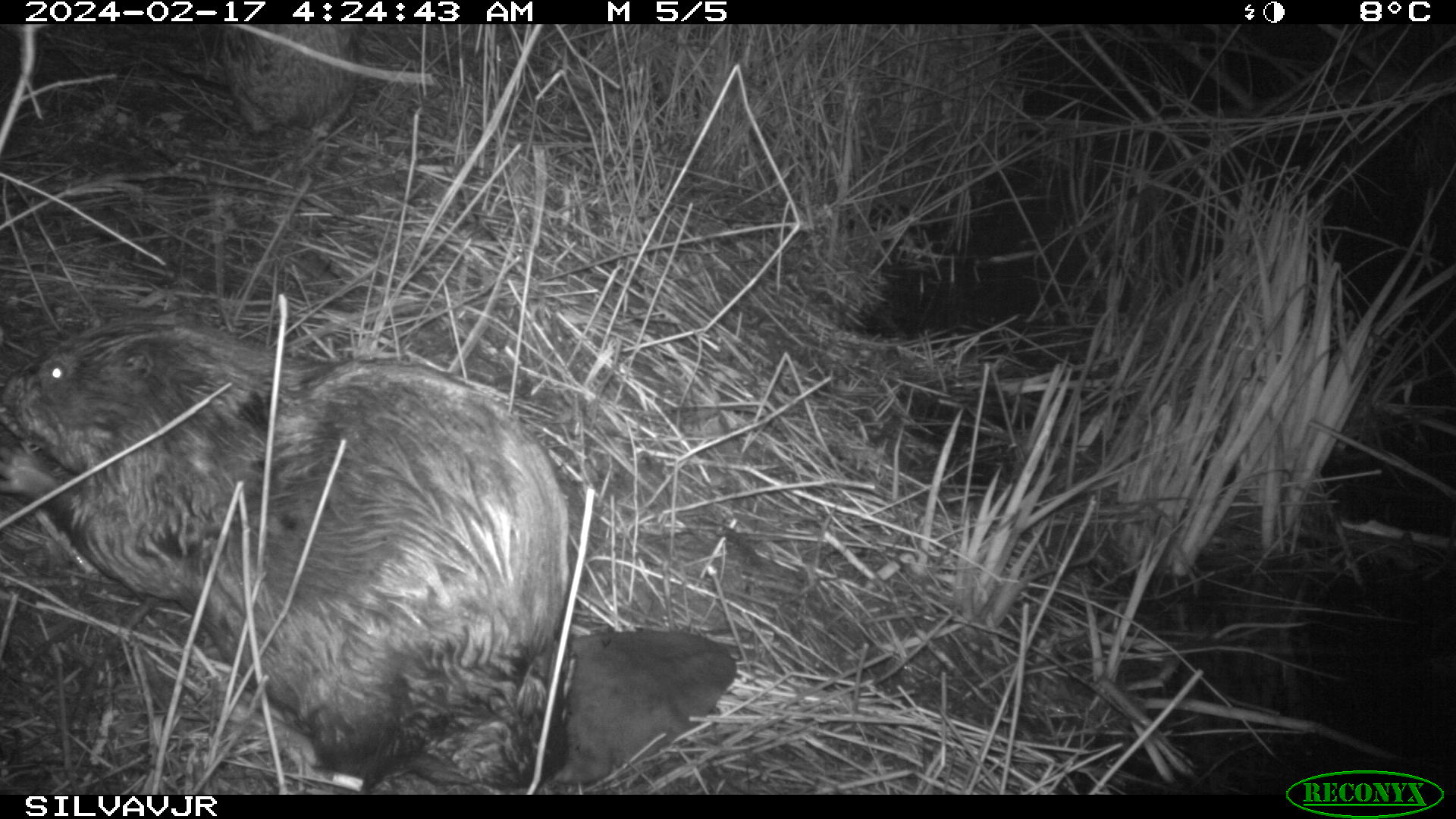 Bever wildcamera