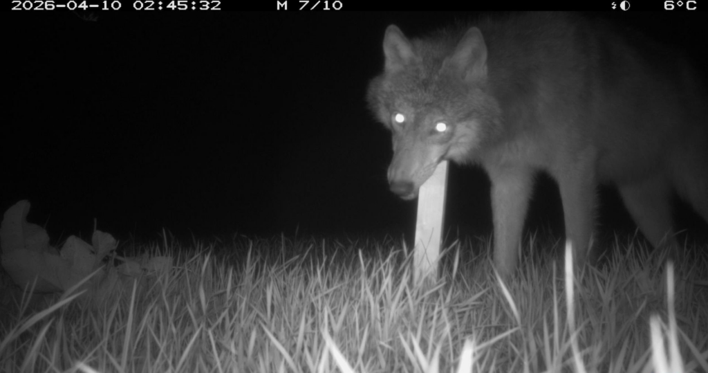 Wolf Wolf