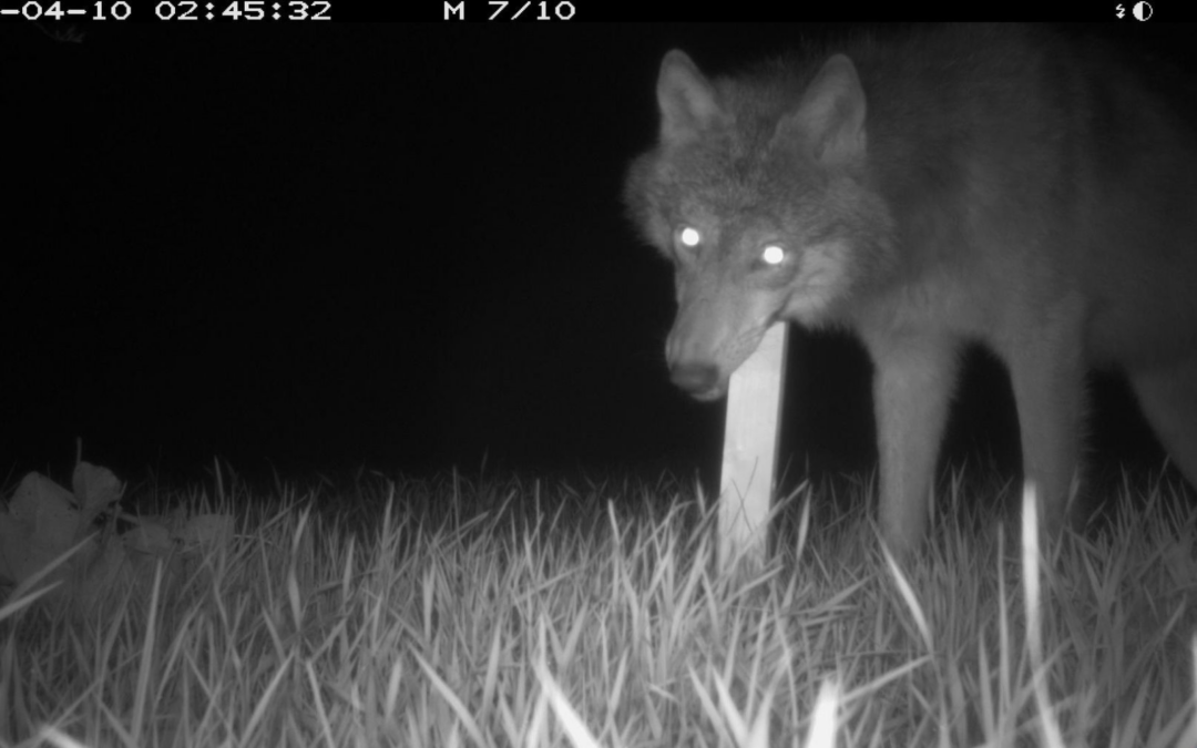 Wolf