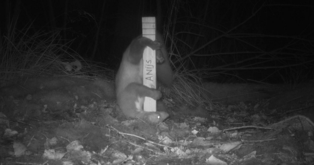 Steenmarter Een steenmarter onderzoekt de lokstofpaal met anijsolie. Reconyx wildcamera, oktober 2024.